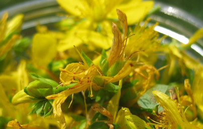 Ľubovník (Hypericum perforatum) Ľubovník (Hypericum perforatum)